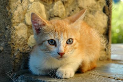 blue eyes