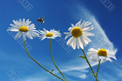camomiles