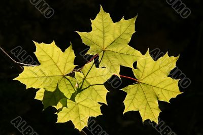 green leaves