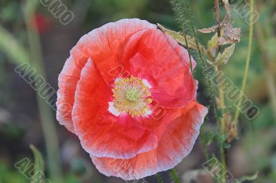 poppy