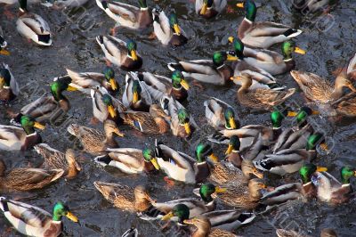 waterfowls