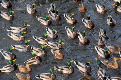 duck`s accumulation