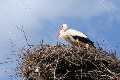 a stork