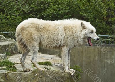 Artick wolf