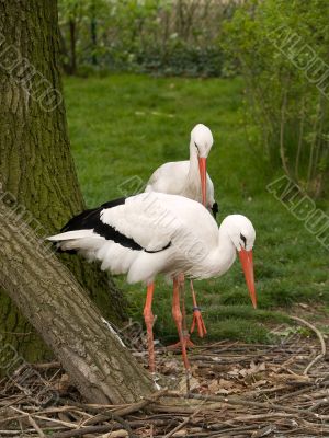 two stork