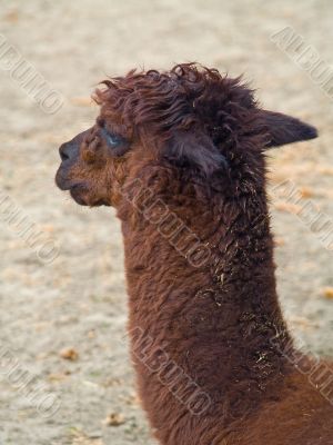 alpaca