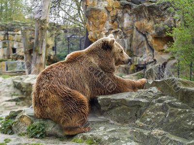 brown bear