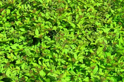 leaf background