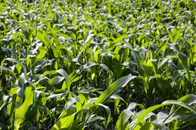 corn field
