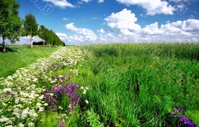 Beautiful space with feral flowers