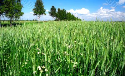 Rye green field