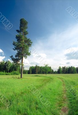 Path and the tree