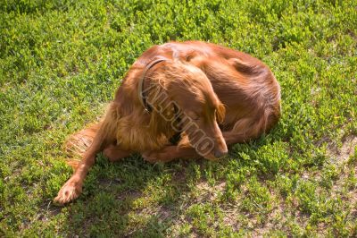 lying irish setter
