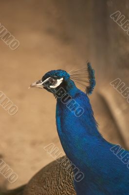 Head of the peafowl