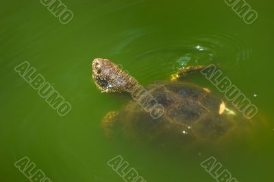 Floating turtle