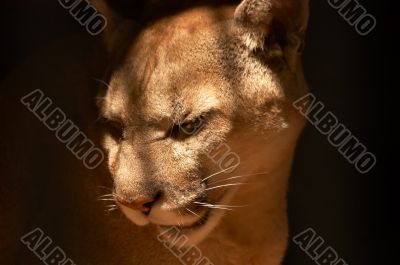 Puma in a captivity