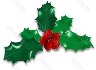 Holly