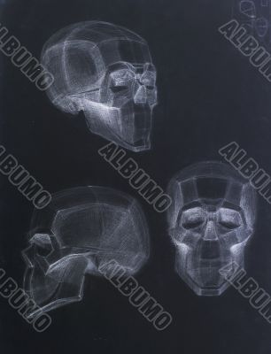 Human Skull