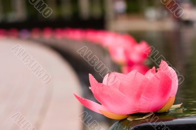 Lotus Flower
