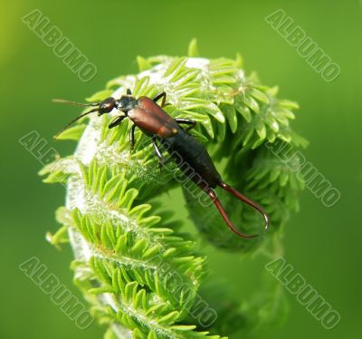 Insect on a plant