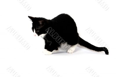 kitten is hunting