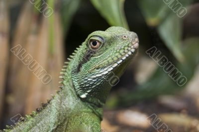 green lizard