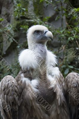 portrait of a vulture