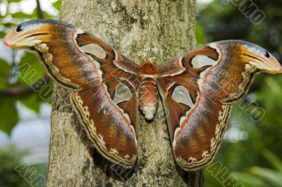 attacus atlas
