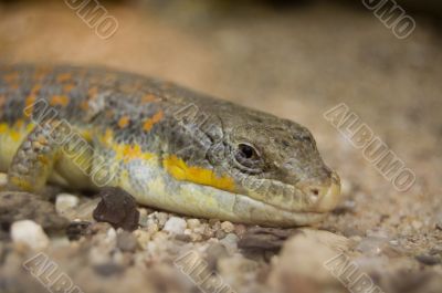 brown lizard