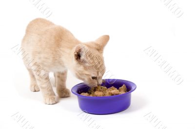 kitten is eating