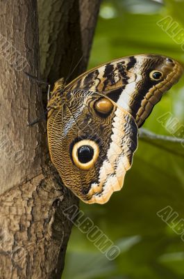 morpho peleides