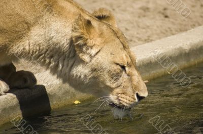 lion is drinking