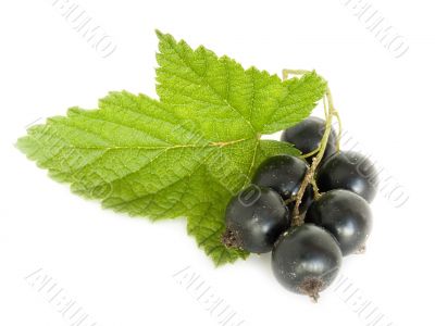 currant