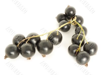 currant