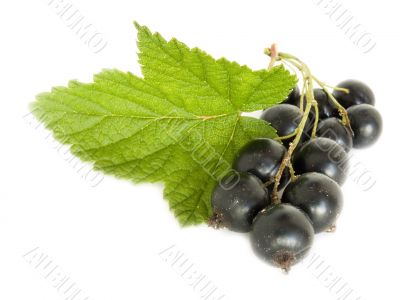 currant