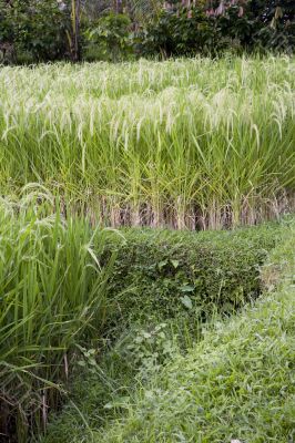 Indonesian rice fields