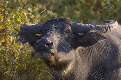 Buffalo