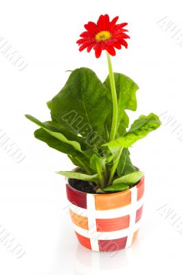 red Gerber