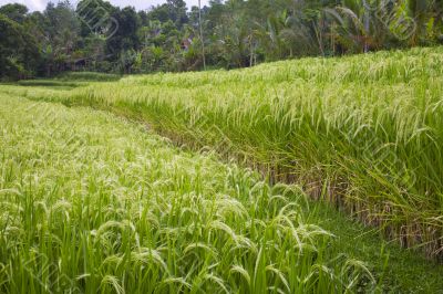 ripe rice fields