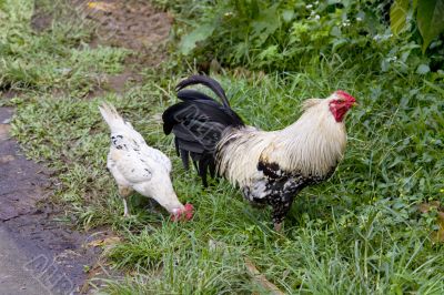 Indonesian chickens