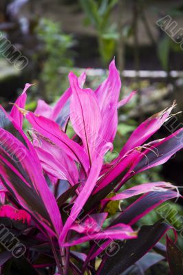 tropical plant