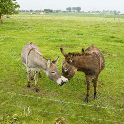 kissing donkeys