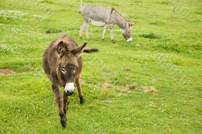 Donkeys in farmland