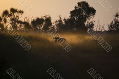 buffalo in landscape