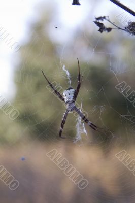 skull spider