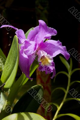 Tropical Lily