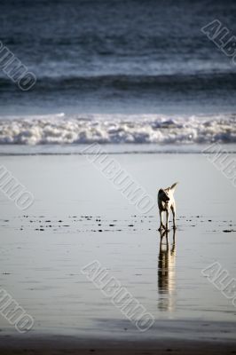 tramping dog