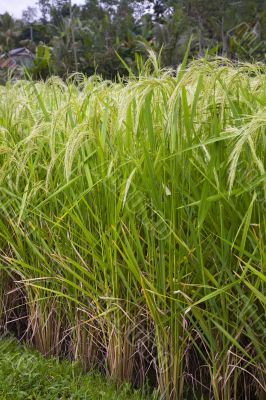 ripe rice