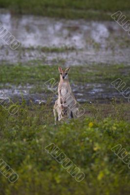 kangaroo
