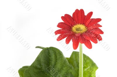 Red Gerber with droplets